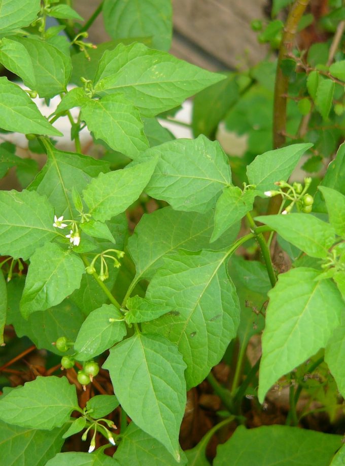 Manathakkali Keerai 1 Kattu